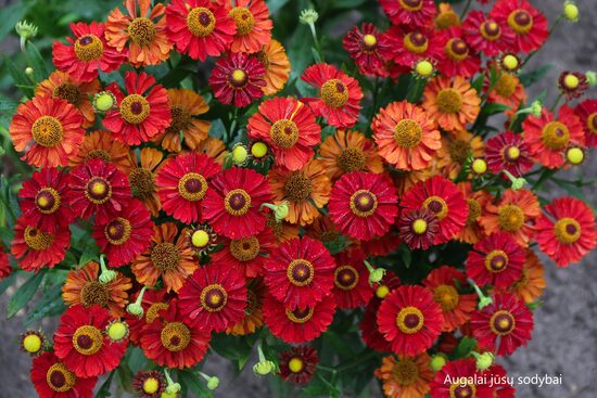 Saulainė (Helenium) 'Salsa'